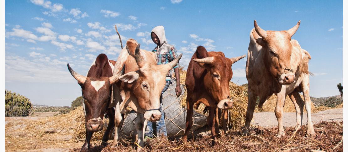 Crop-Livestock Farming